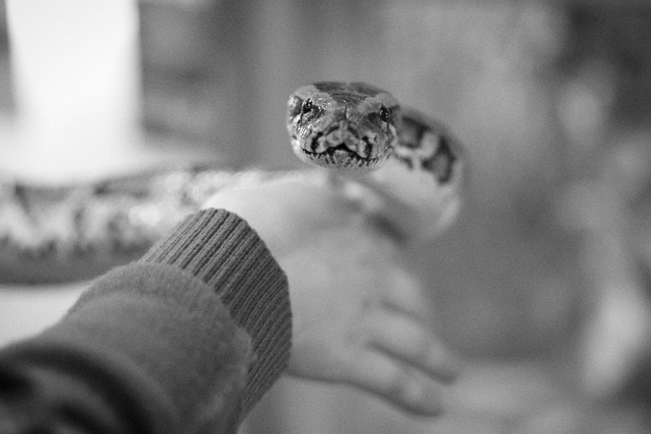 Da li su ljudi zaista vrhunski super-predatori?