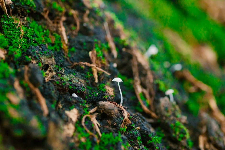 Duboko pod zemljom: Neočekivani svet gljiva menja naše shvatanje o ugljeniku
