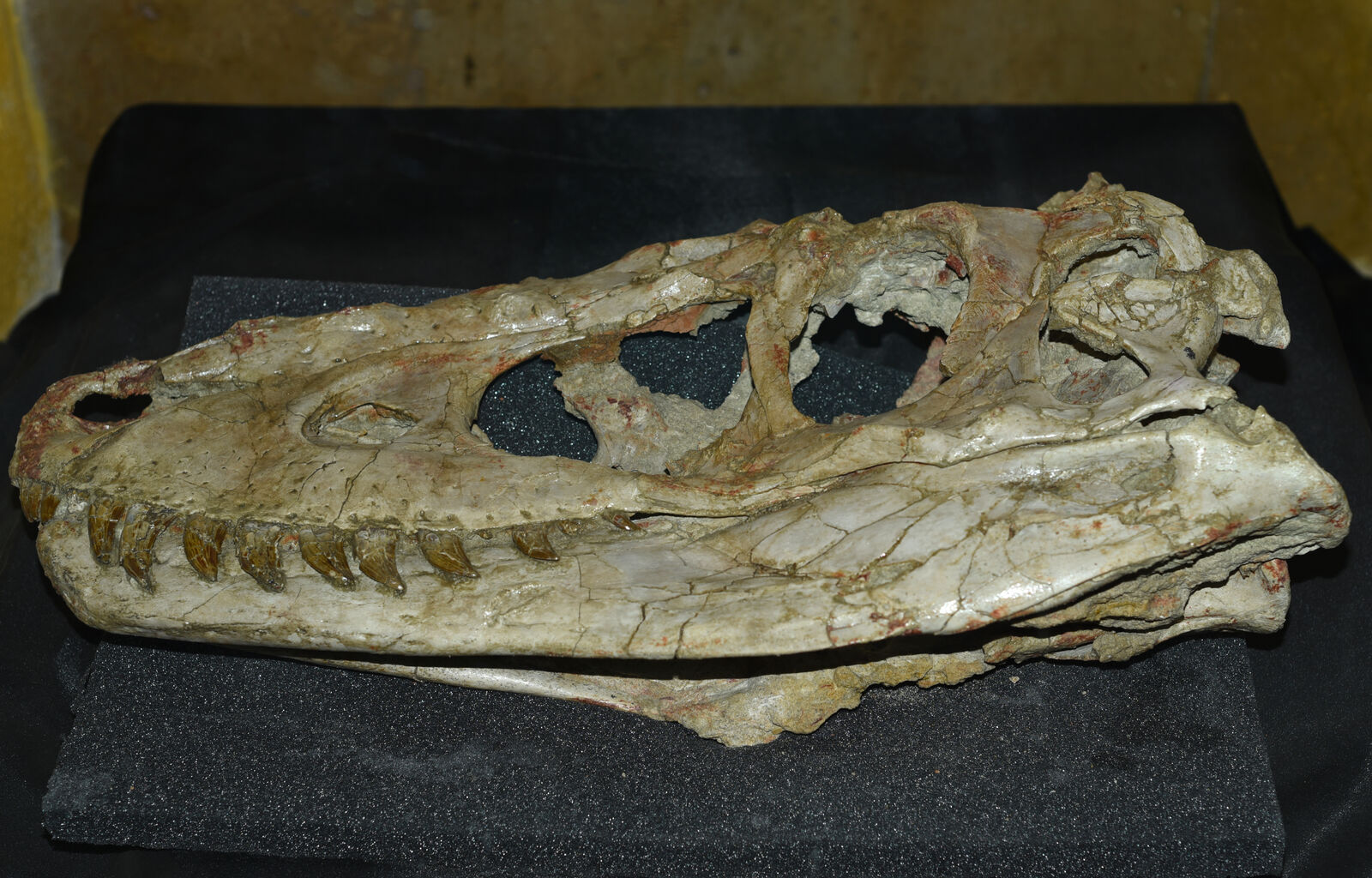 Kako je fosil iz Mongolije rešio paleontološku misteriju