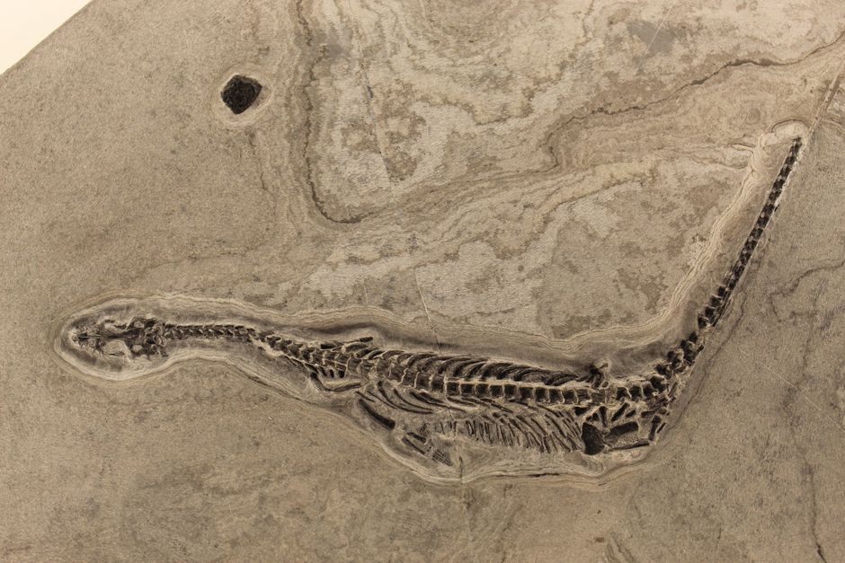 Novi fosilni nalaz u Zimbabveu otkriva tajne evolucije dinosaurusa