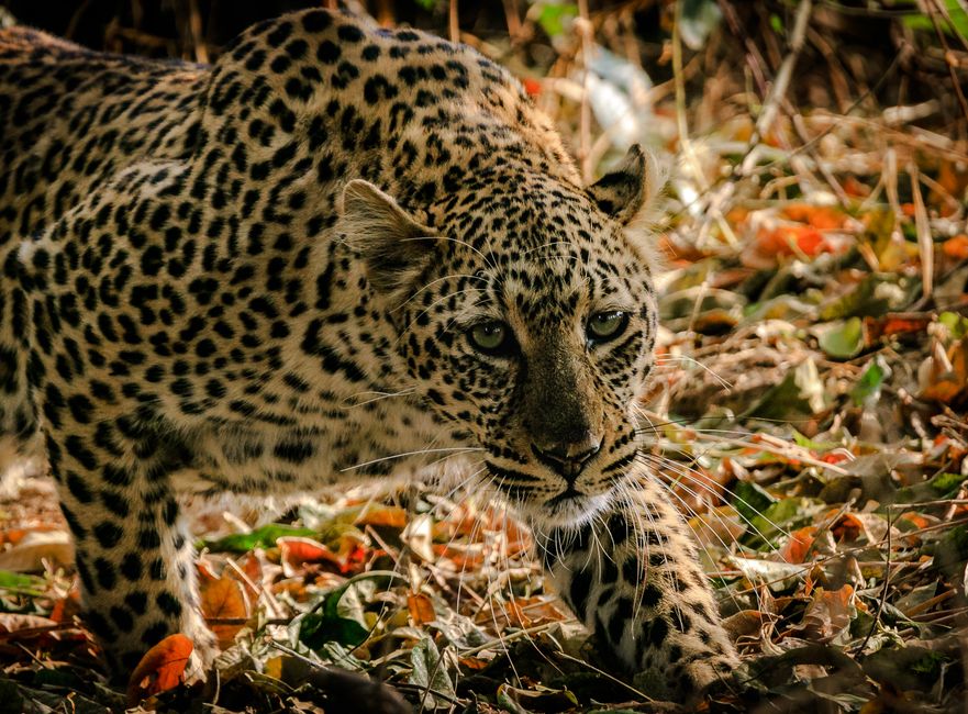 Očuvanje divljine u Zambiji: Kako je veštačko krzno spasilo leoparde