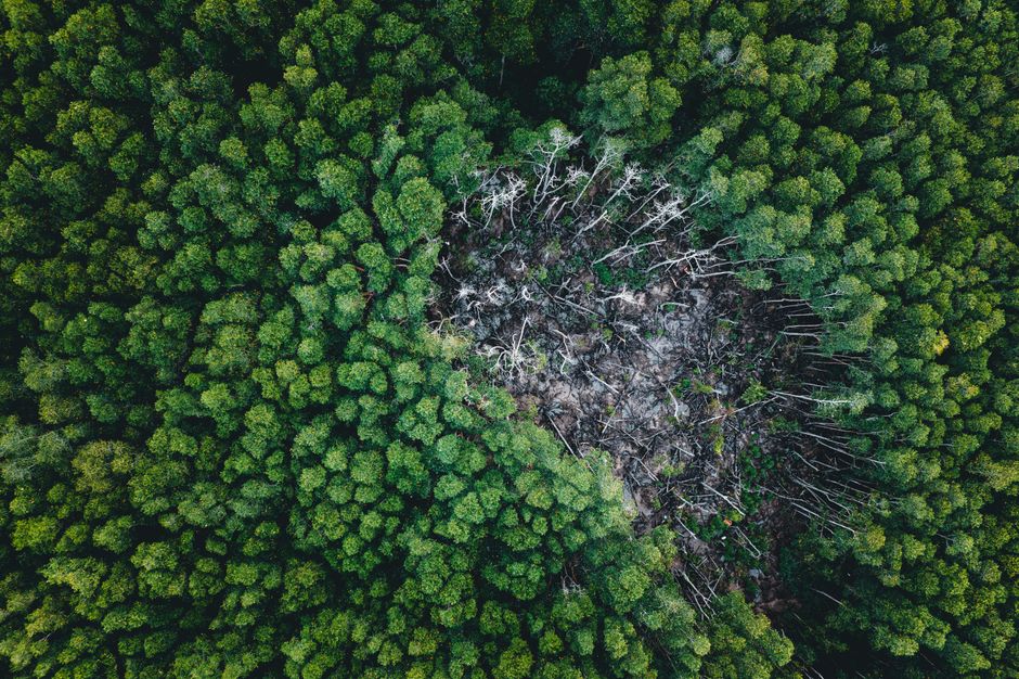 Skriveni ekološki otisak: Kako međunarodna trgovina utiče na krčenje šuma