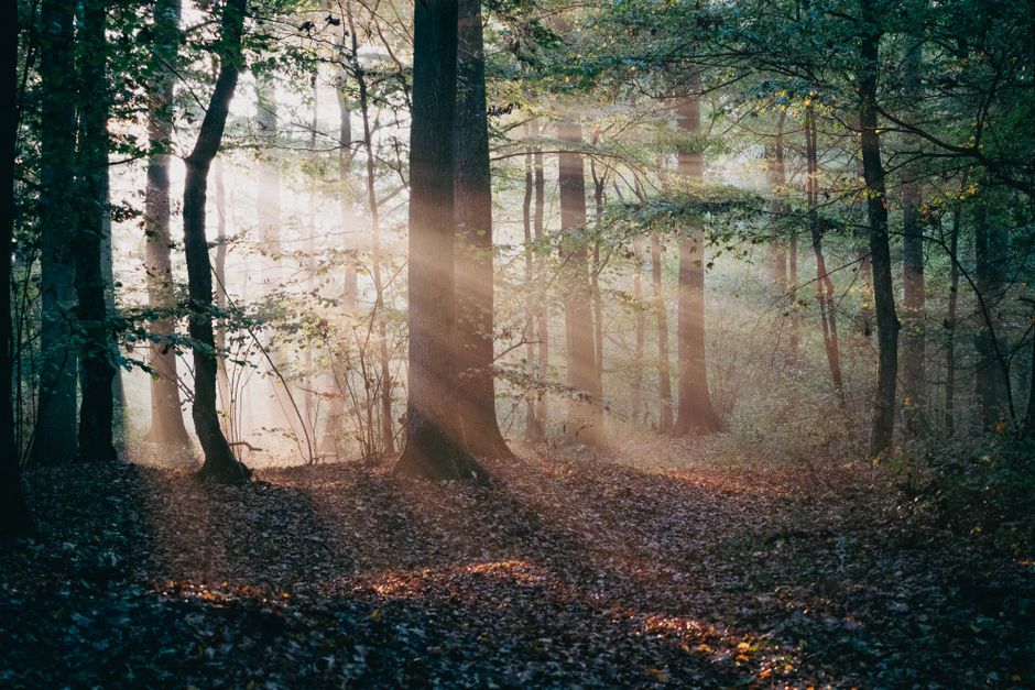 Umetnost istinskog prijateljstva: Kako se gradi duboka ljudska povezanost