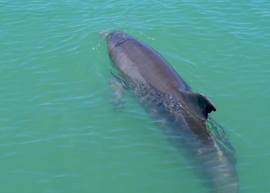 Vaquita: Digitalni otisak u borbi za opstanak najređe morske svinje