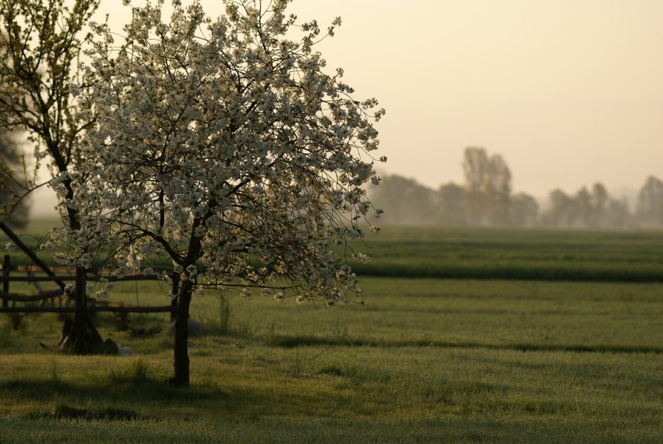 Đurđevdan: praznik proleća, uranka i najlepših pesama