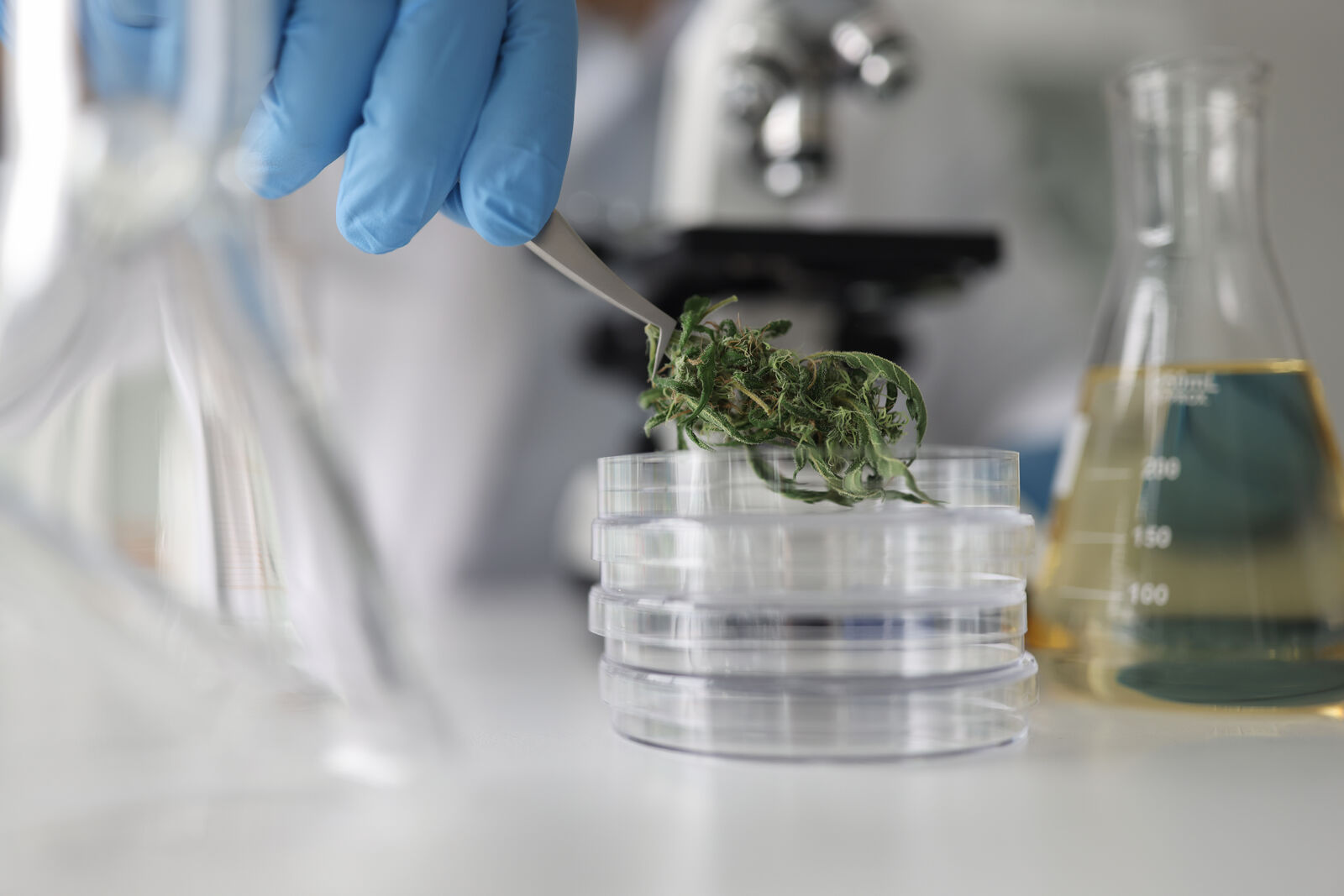 Zašto su listovi kanabisa važni za medicinu